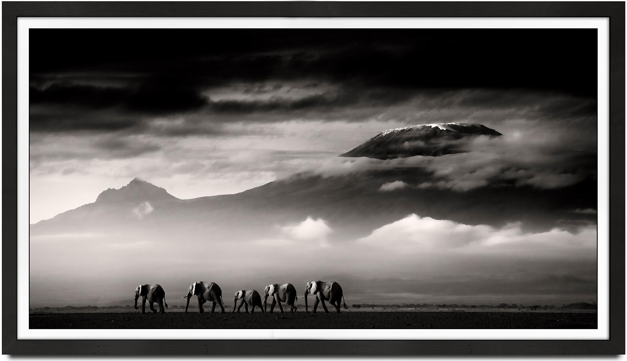 Beyond I, Kenya, Elephant, animal, wildlife, black and white photography - Photograph by Joachim Schmeisser