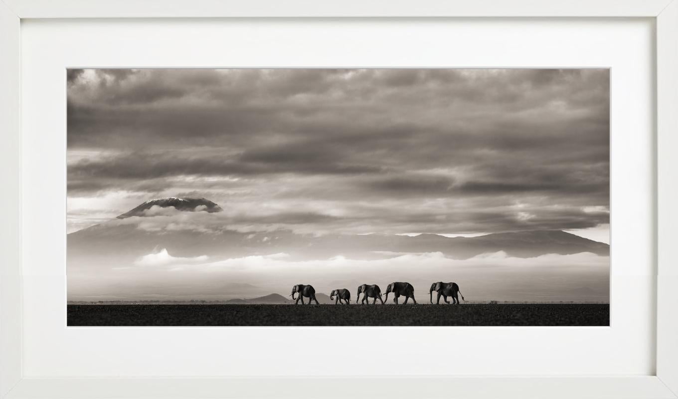 Beyond II - Elefanti e montagne nel deserto, Fotografia d'autore, 2019 in vendita 5
