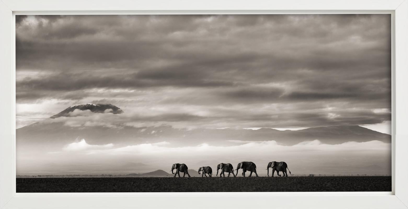 Beyond II - Elefanti e montagne nel deserto, Fotografia d'autore, 2019 in vendita 1
