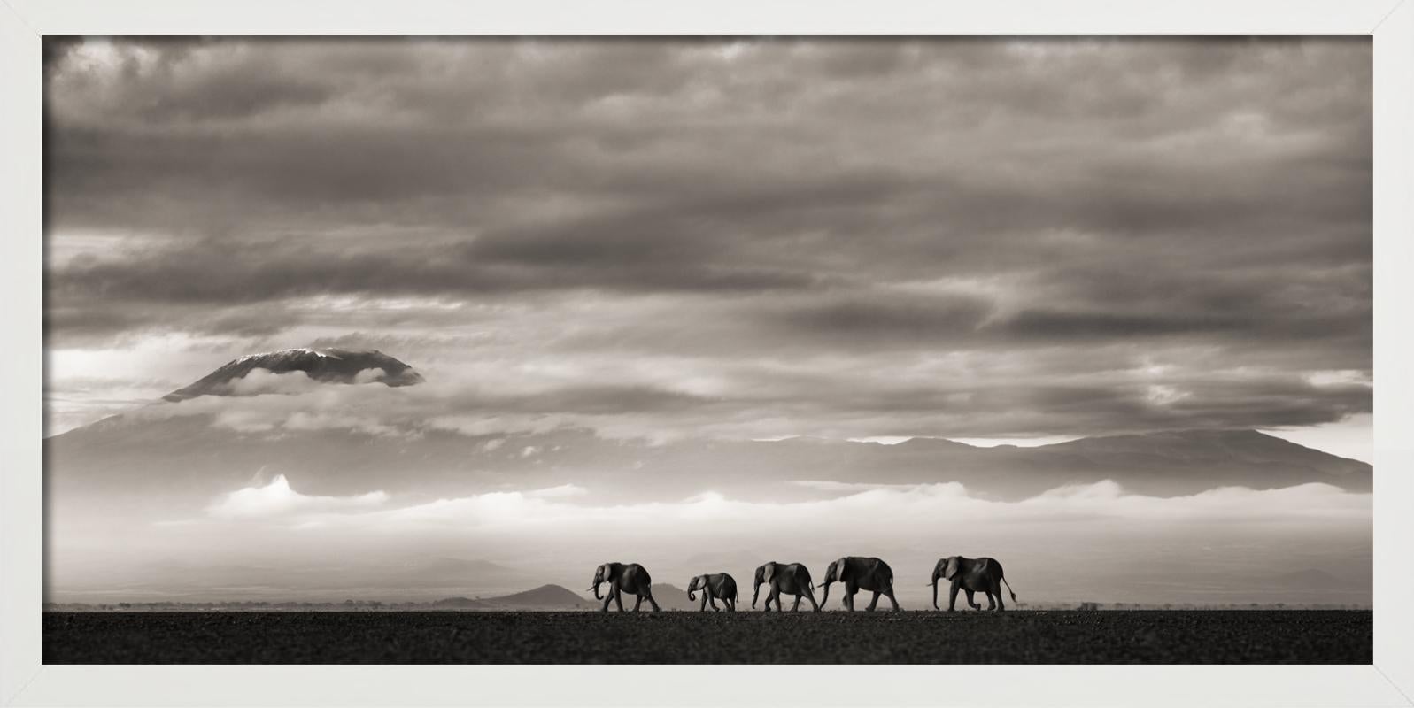 Beyond II - Elefanti e montagne nel deserto, Fotografia d'autore, 2019 in vendita 2