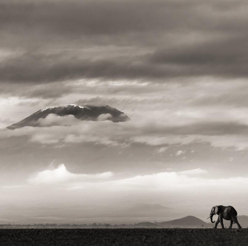Beyond II - Elefanti e montagne nel deserto, Fotografia d'autore, 2019 in vendita 3