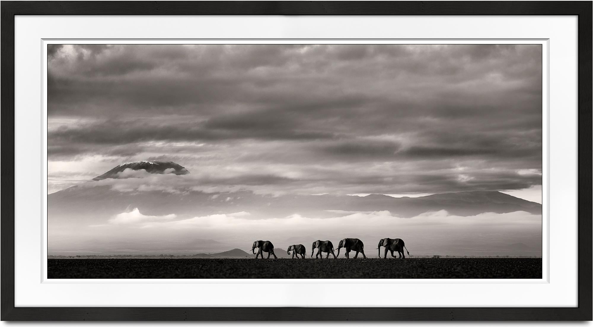 Beyond II, Kenya, Elephant, animal, wildlife, black and white photography - Photograph by Joachim Schmeisser