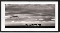 Beyond II, Kenia, Elefant, Tier, Wildtiere, Schwarz-Weiß-Fotografie