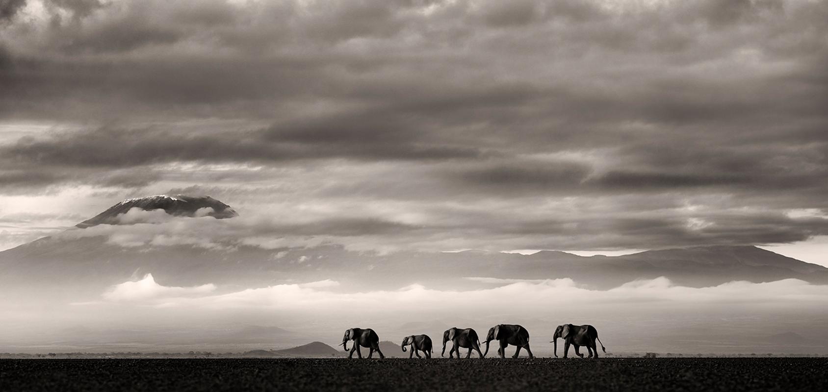 Black and White Photograph Joachim Schmeisser - Beyond II, Kenya, Éléphant, animaux, faune sauvage, photographies en noir et blanc