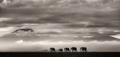 Beyond II, Kenya, Éléphant, animaux, faune sauvage, photographies en noir et blanc