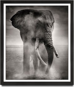 Big Bull dusting, animal, wildlife, black and white photography, elephant
