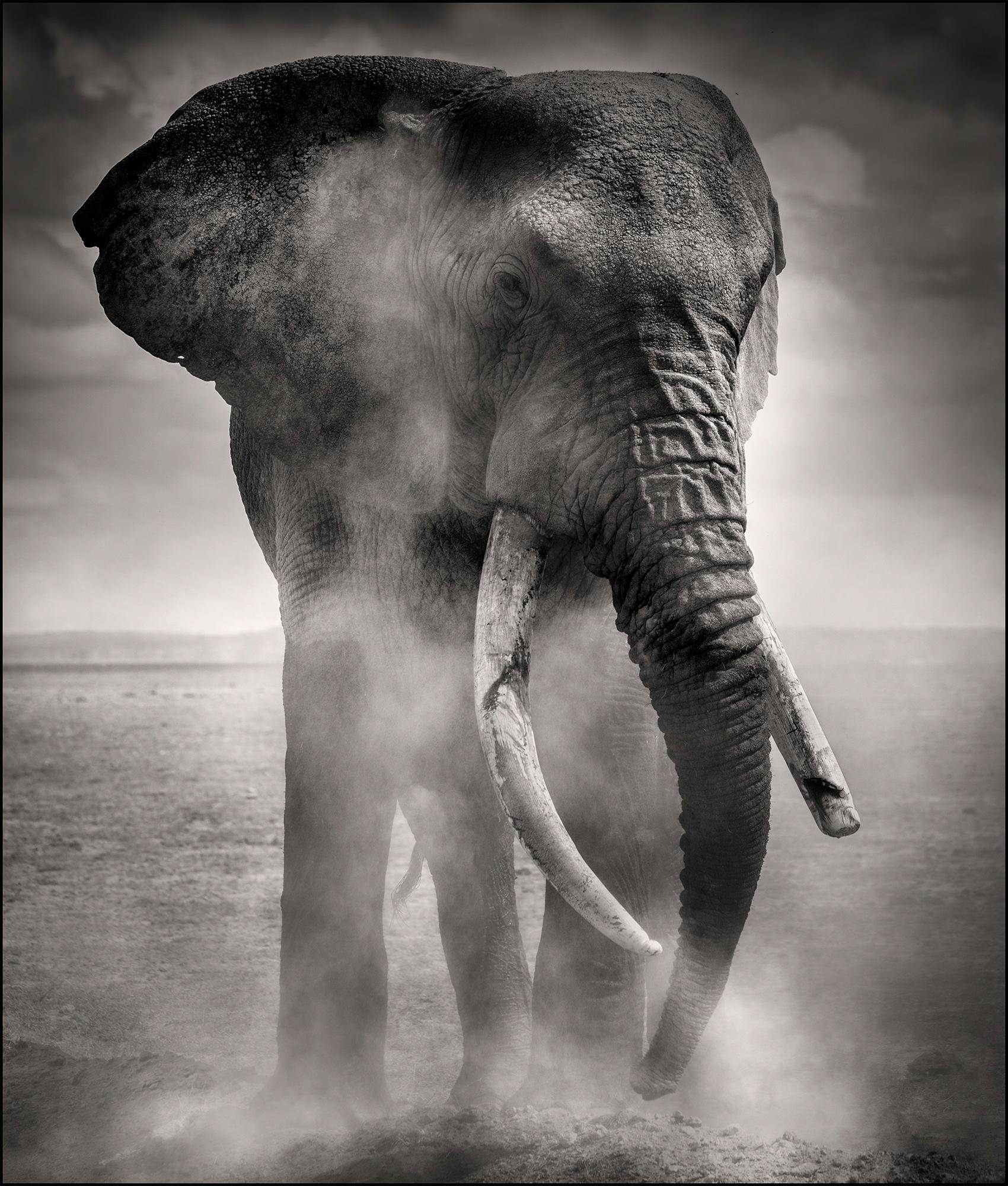 Joachim Schmeisser Black and White Photograph - Big Bull dusting, animal, wildlife, black and white photography, elephant