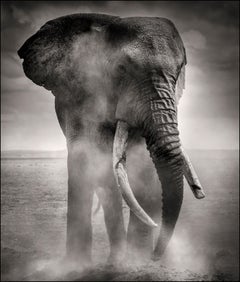 Großer Stier beim Drechseln, Tier, Tierwelt, Schwarz-Weiß-Fotografie, Elefant