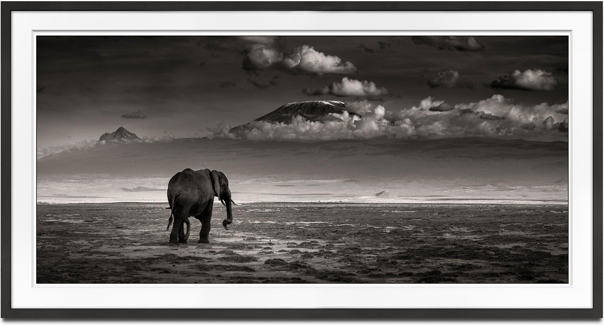 Big bull walking, Elephant, black and white photography, wildlife - Photograph by Joachim Schmeisser