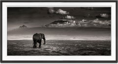 Big bull walking, Elephant, black and white photography, wildlife