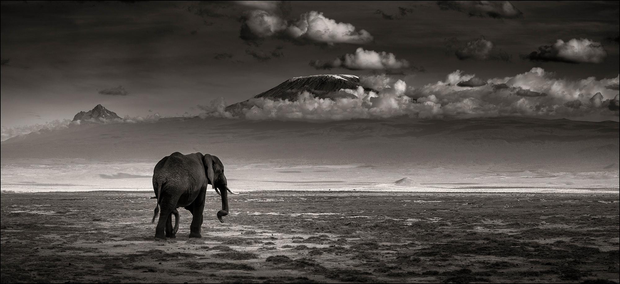 Joachim Schmeisser Landscape Photograph - Big bull walking, Elephant, black and white photography, wildlife