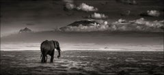 Big bull walking, Elephant, black and white photography, wildlife