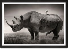 Big male Black Rhino, Kenya 2019, Rhino, wildlife, b&w photography, Rhino