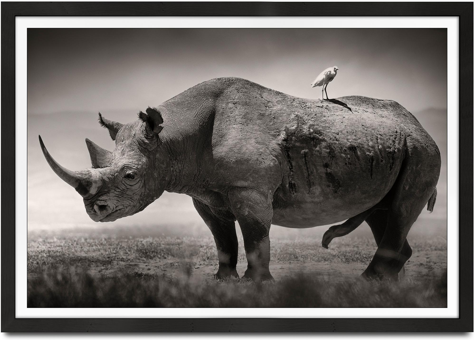 Big male Black Rhino, africa, animal, wildlife, black and white photography - Photograph by Joachim Schmeisser