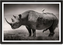 Big male Black Rhino, africa, animal, wildlife, black and white photography