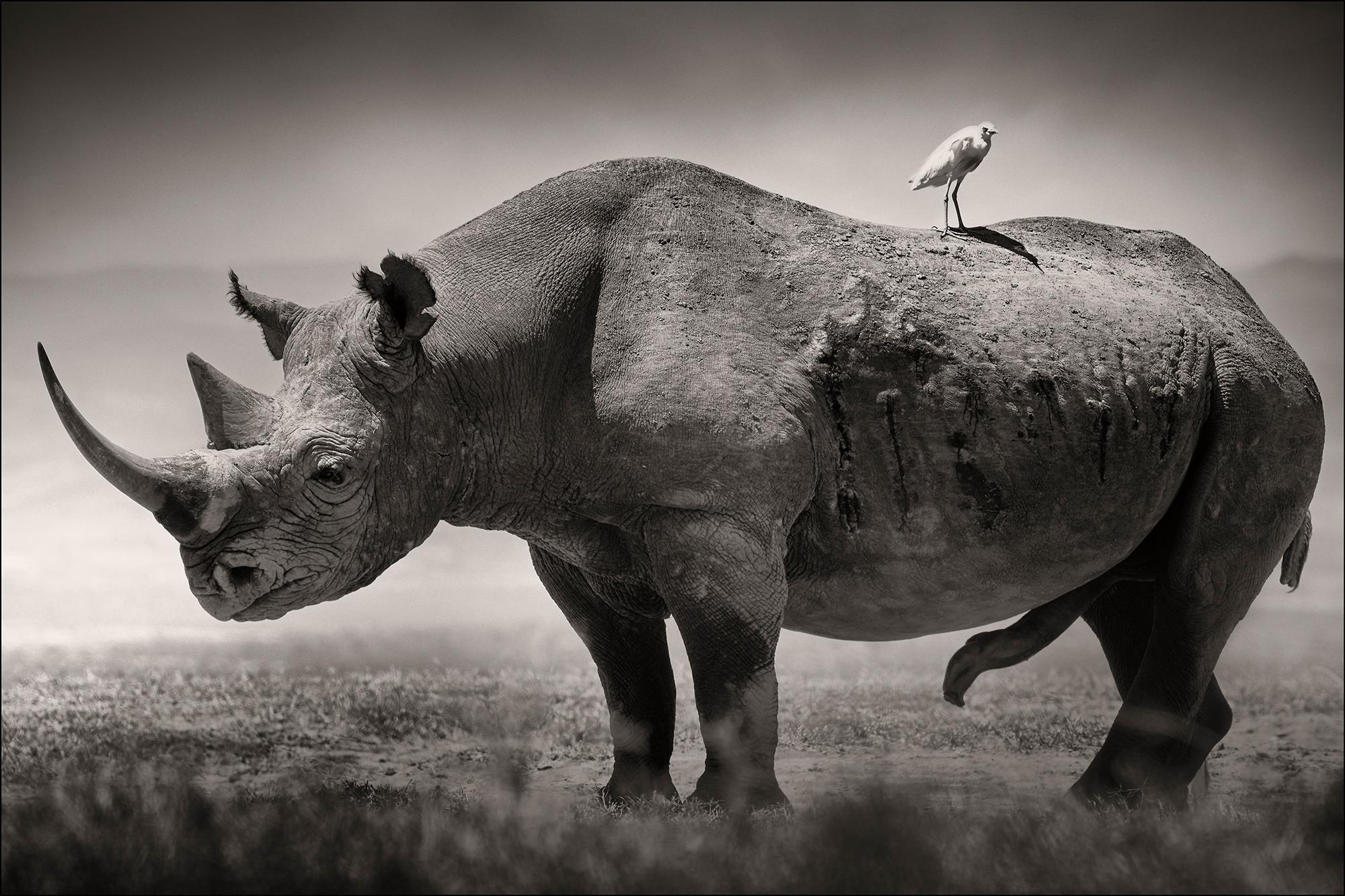 Joachim Schmeisser Landscape Photograph - Big male Black Rhino, africa, animal, wildlife, black and white photography