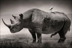Big male Black Rhino, africa, animal, wildlife, black and white photography