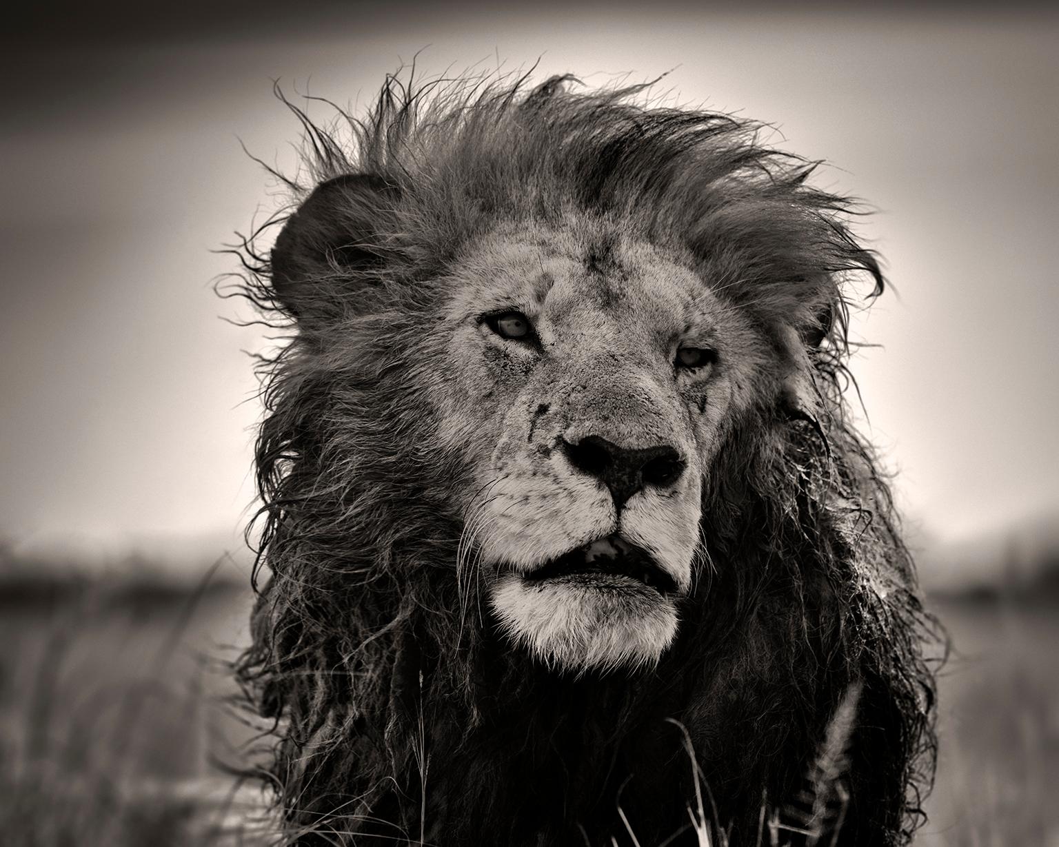 Le dernier guerrier, Kenya, lion, animal, faune sauvage, photographies en noir et blanc