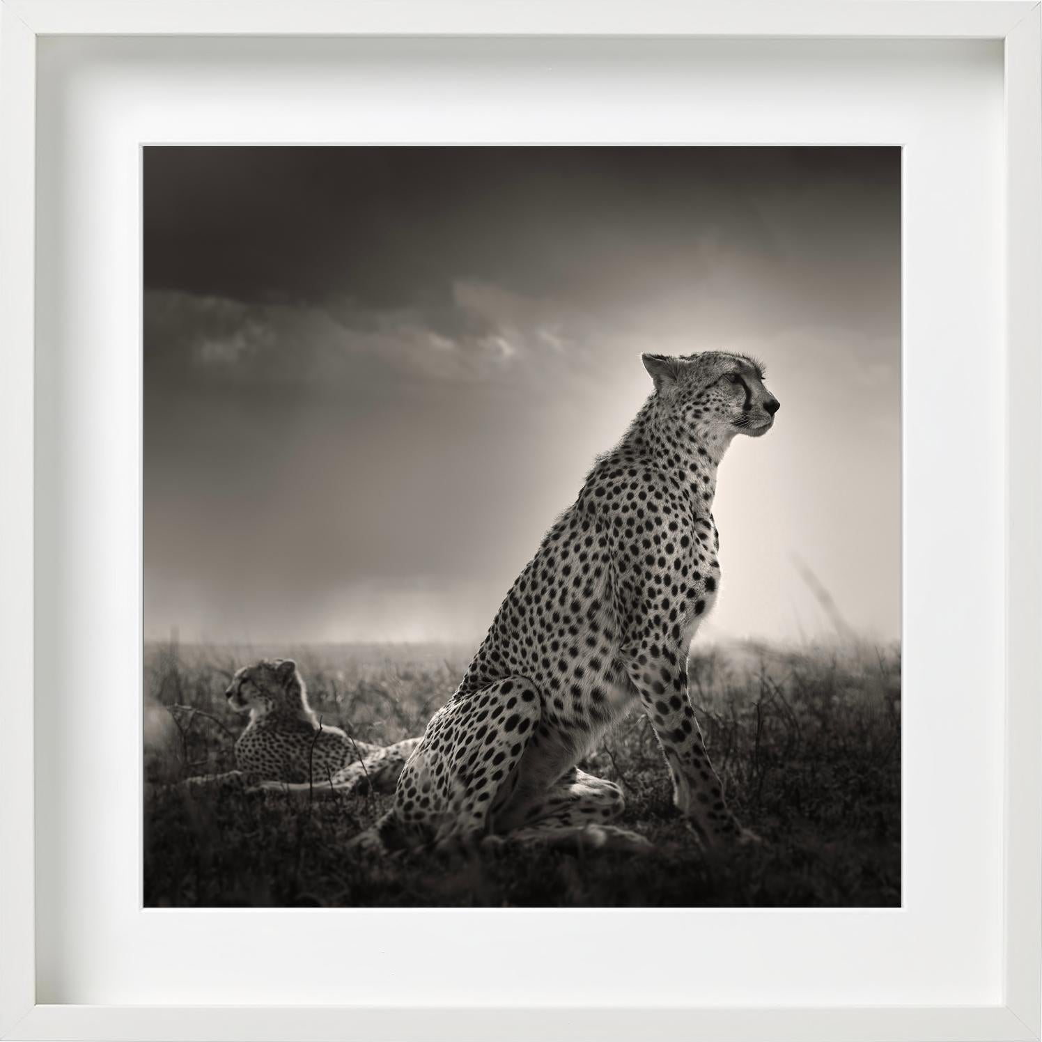 Lacrime nere I - Ghepardi nella Savana, fotografia d'autore in vendita 5