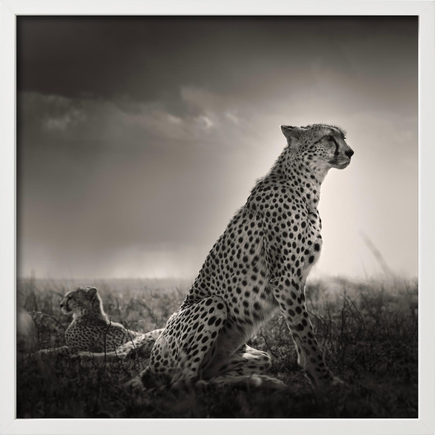 Lacrime nere I - Ghepardi nella Savana, fotografia d'autore - Photograph di Joachim Schmeisser