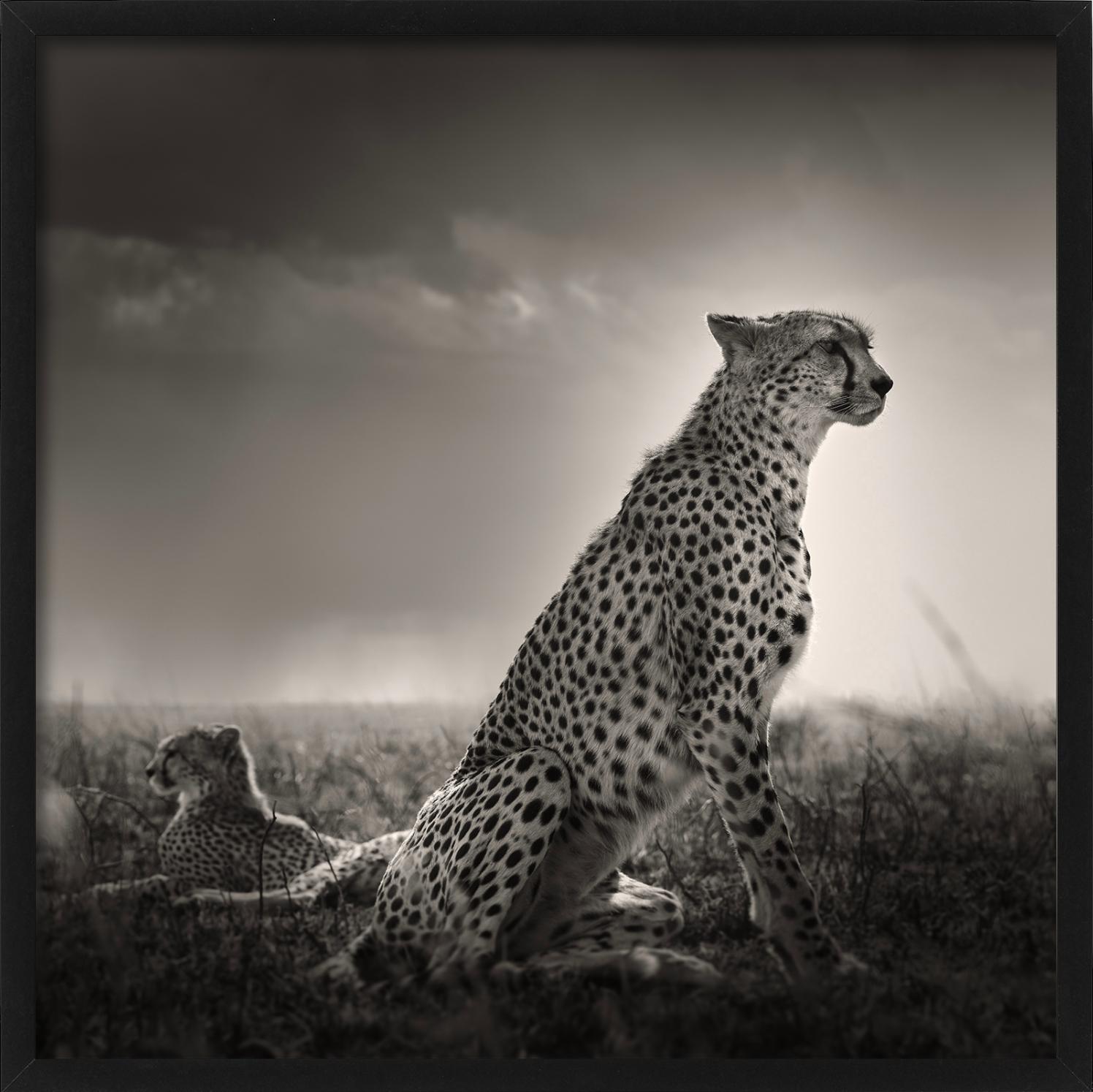 Lacrime nere I - Ghepardi nella Savana, fotografia d'autore - Photograph Contemporaneo di Joachim Schmeisser