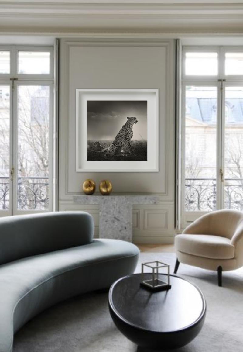 Fotografia in bianco e nero di ghepardo selvatico nella savana, fotografato da Joachim Schmeisser nel 2022.

Tutte le stampe sono in edizione limitata. Disponibile in più misure. Cornici di alto livello su richiesta.

Tutte le stampe sono realizzate