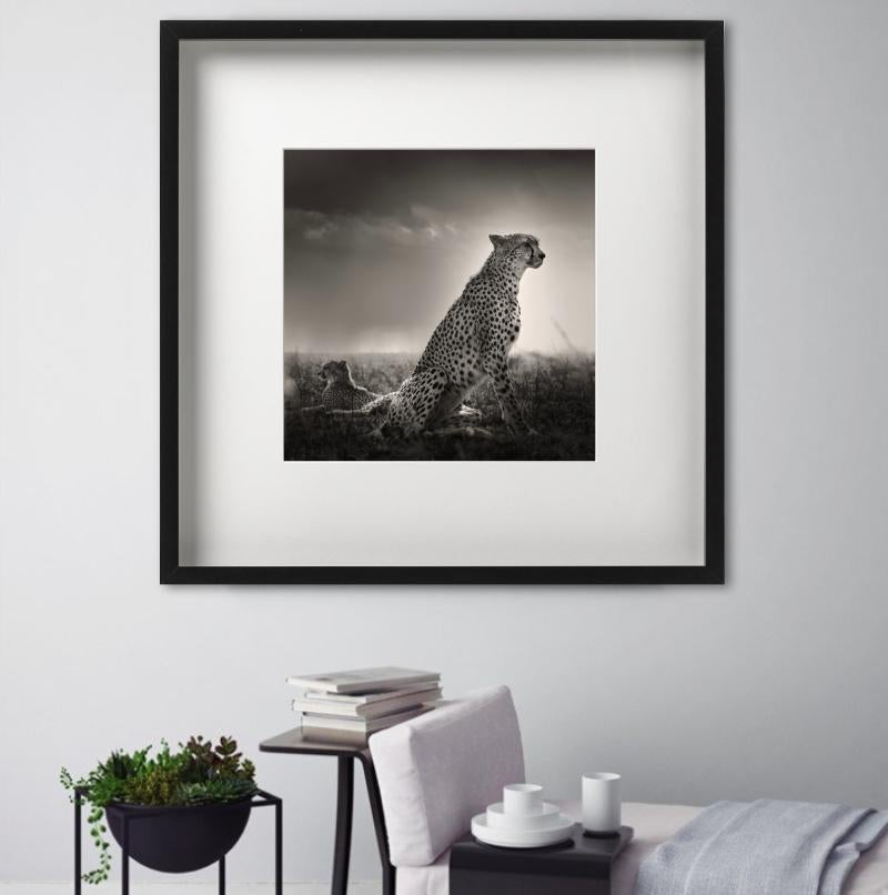 Lacrime nere I - Ghepardi nella Savana, fotografia d'autore in vendita 1