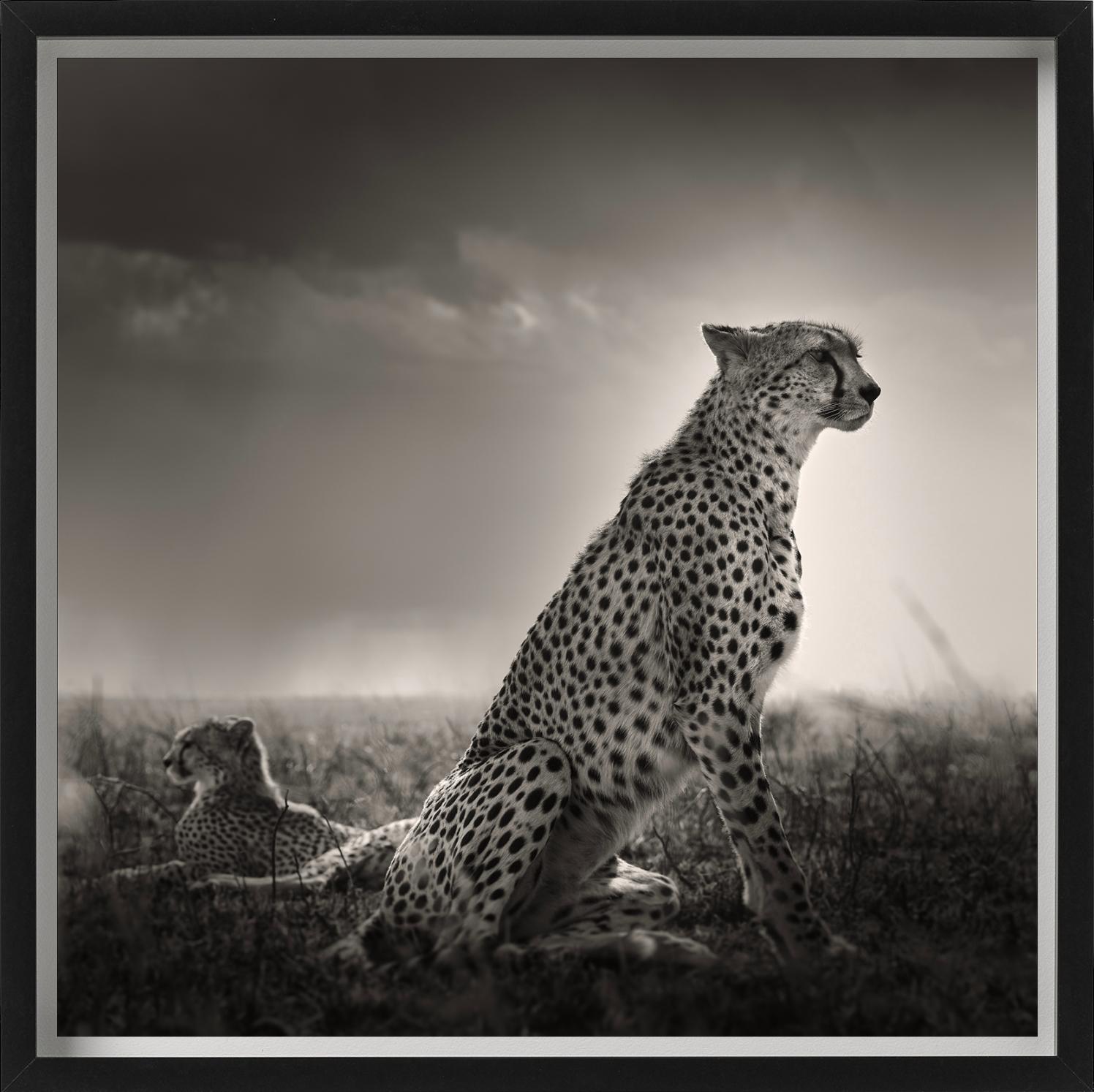 Lacrime nere I - Ghepardi nella Savana, fotografia d'autore in vendita 2