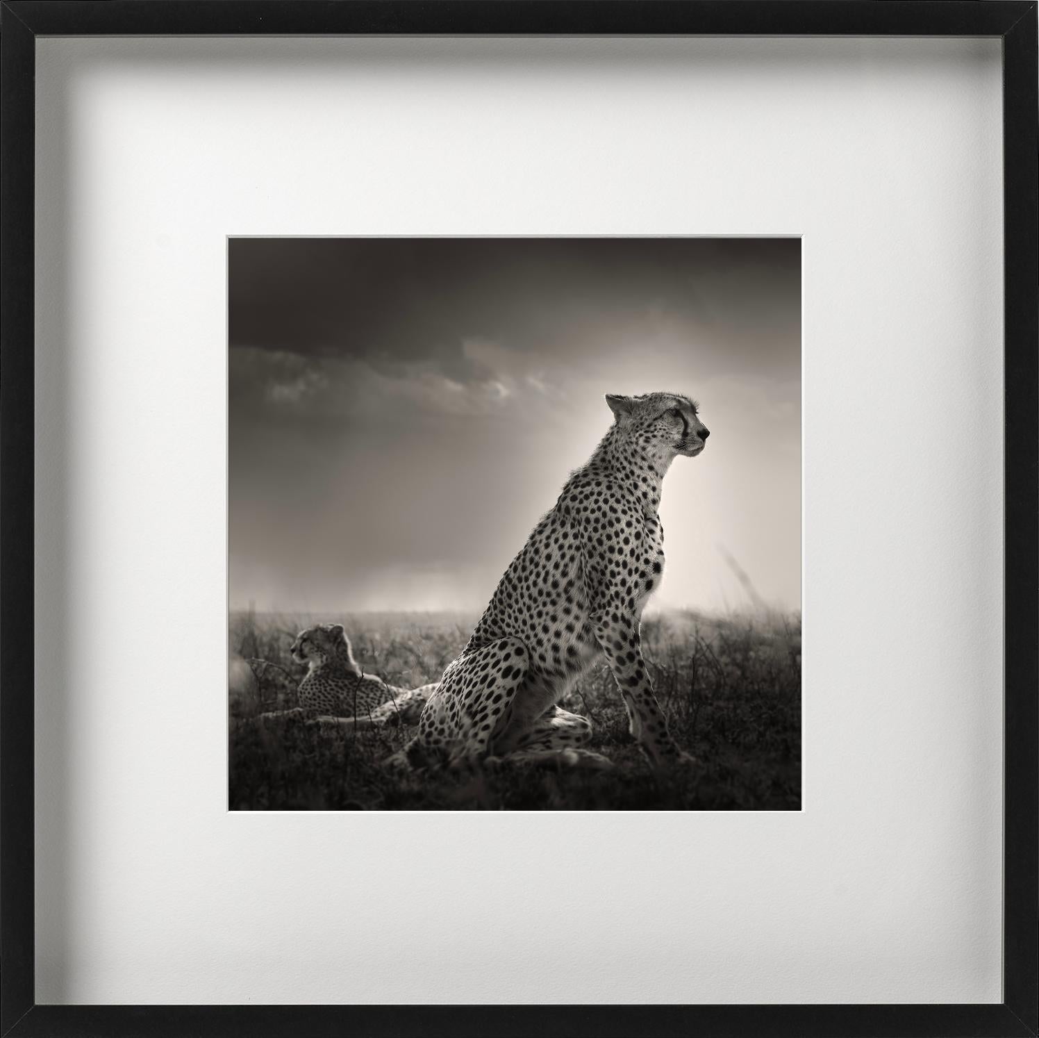 Lacrime nere I - Ghepardi nella Savana, fotografia d'autore in vendita 3