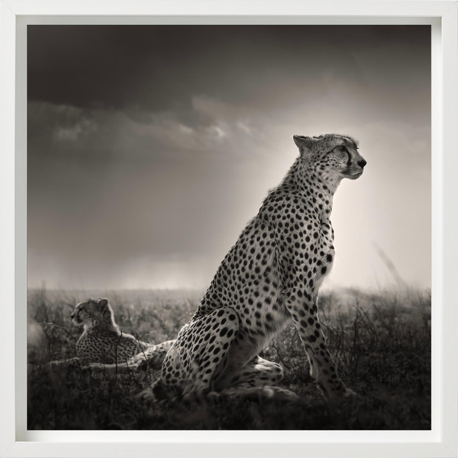 Lacrime nere I - Ghepardi nella Savana, fotografia d'autore in vendita 4