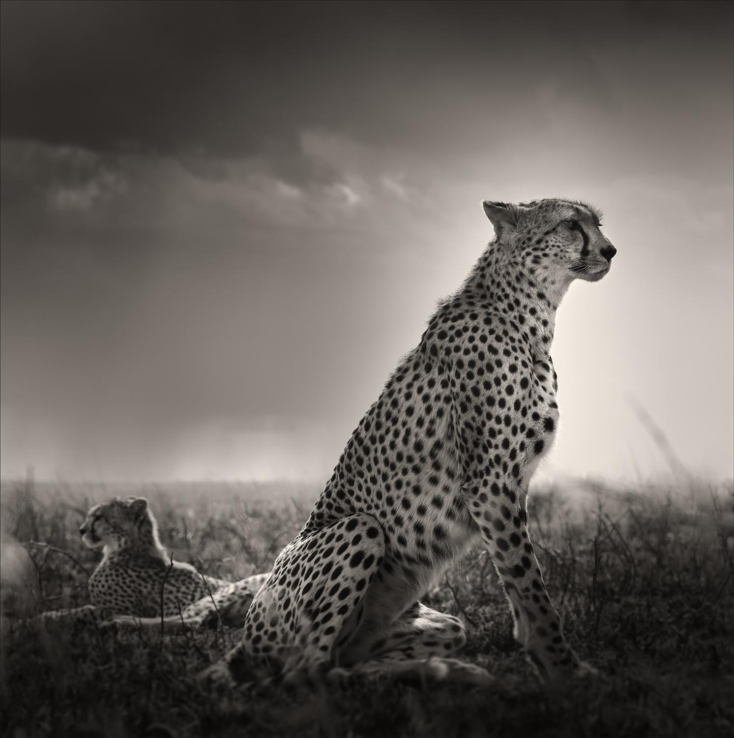 Figurative Photograph di Joachim Schmeisser - Lacrime nere I - Ghepardi nella Savana, fotografia d'autore