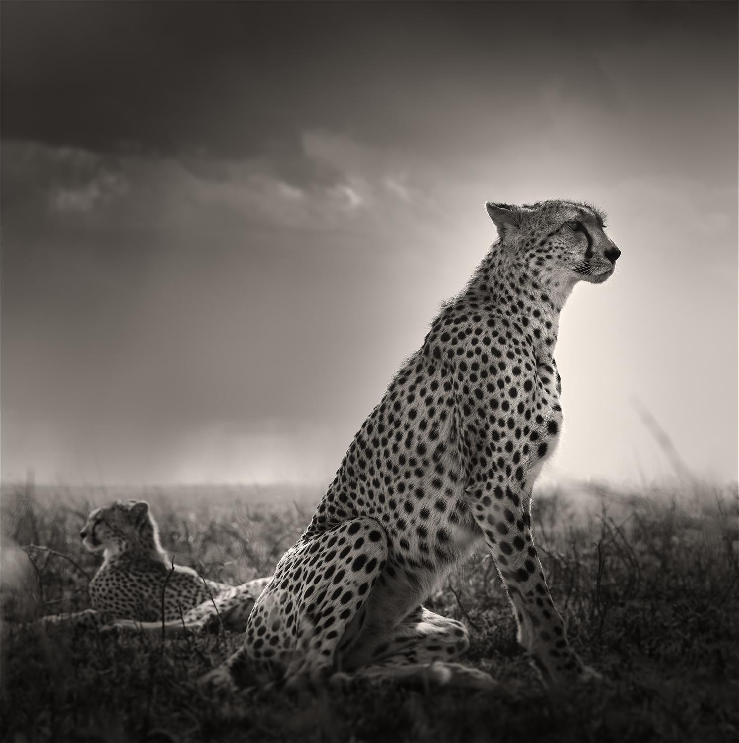 Joachim Schmeisser Portrait Photograph - Black Tears I, animal, wildlife, black and white photography, cheetah
