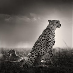 Black Tears I, animal, faune, photographie en noir et blanc, guépard
