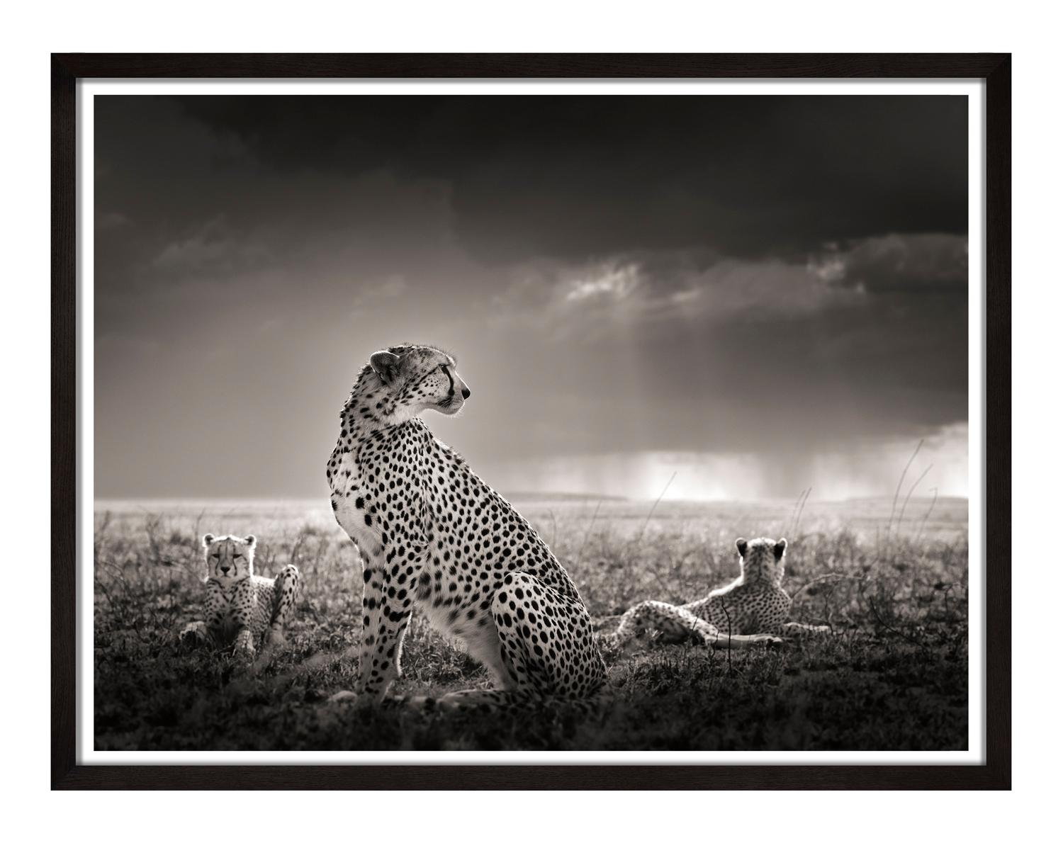 Schwarze Tränen II, Tier, Tierwelt, Schwarz-Weiß-Fotografie, Geparden – Photograph von Joachim Schmeisser