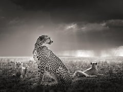 Schwarze Tränen II, Tier, Tierwelt, Schwarz-Weiß-Fotografie, Geparden
