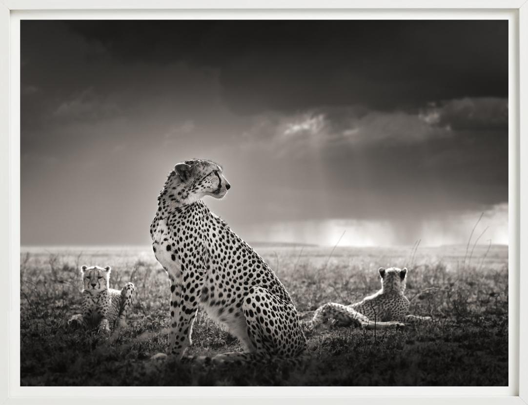 Lágrimas negras II- Guepardos en la sabana, Fotografía artística en venta 2