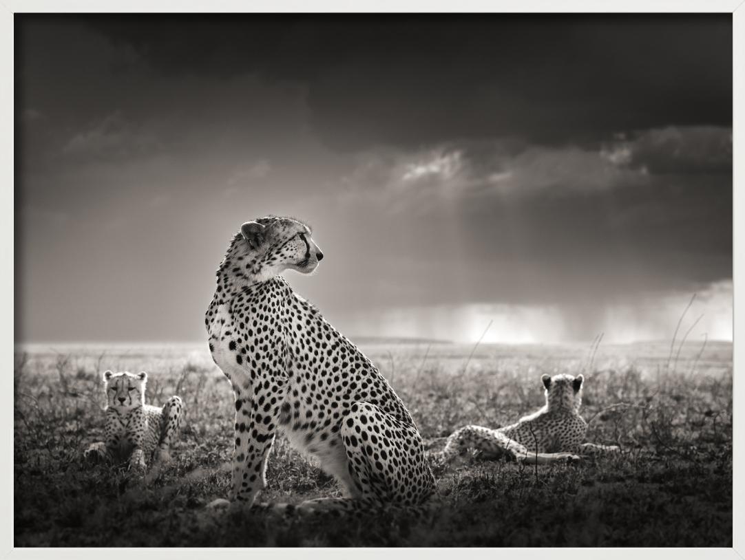 Lágrimas negras II- Guepardos en la sabana, Fotografía artística en venta 3