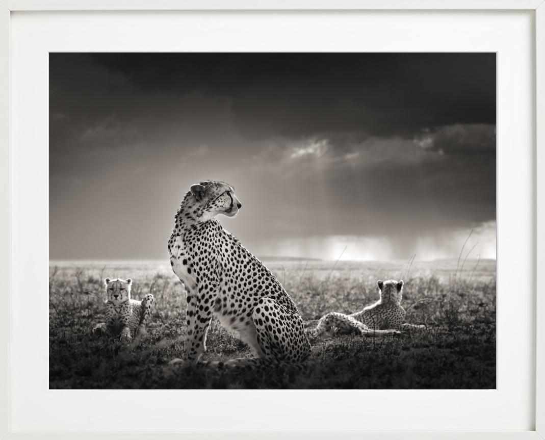Lágrimas negras II- Guepardos en la sabana, Fotografía artística en venta 4