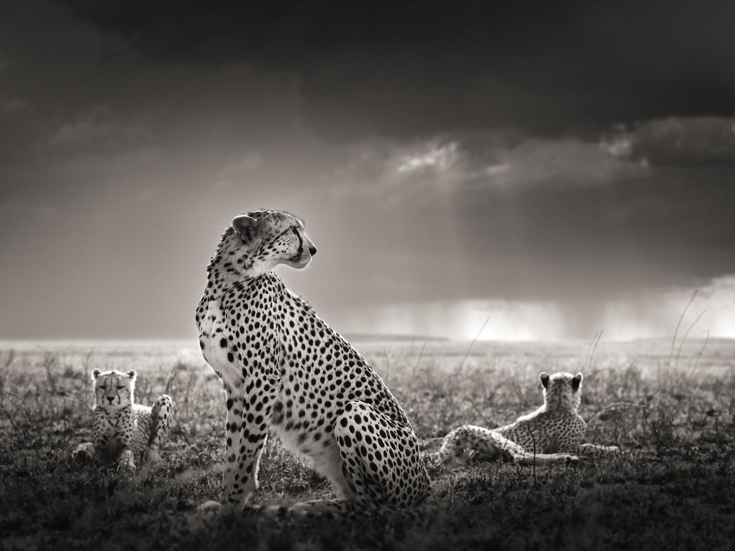 Black and White Photograph de Joachim Schmeisser - Lágrimas negras II- Guepardos en la sabana, Fotografía artística
