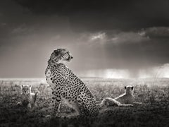 Black Tears II- Cheetahs in the Savannah, Fine Art Photography