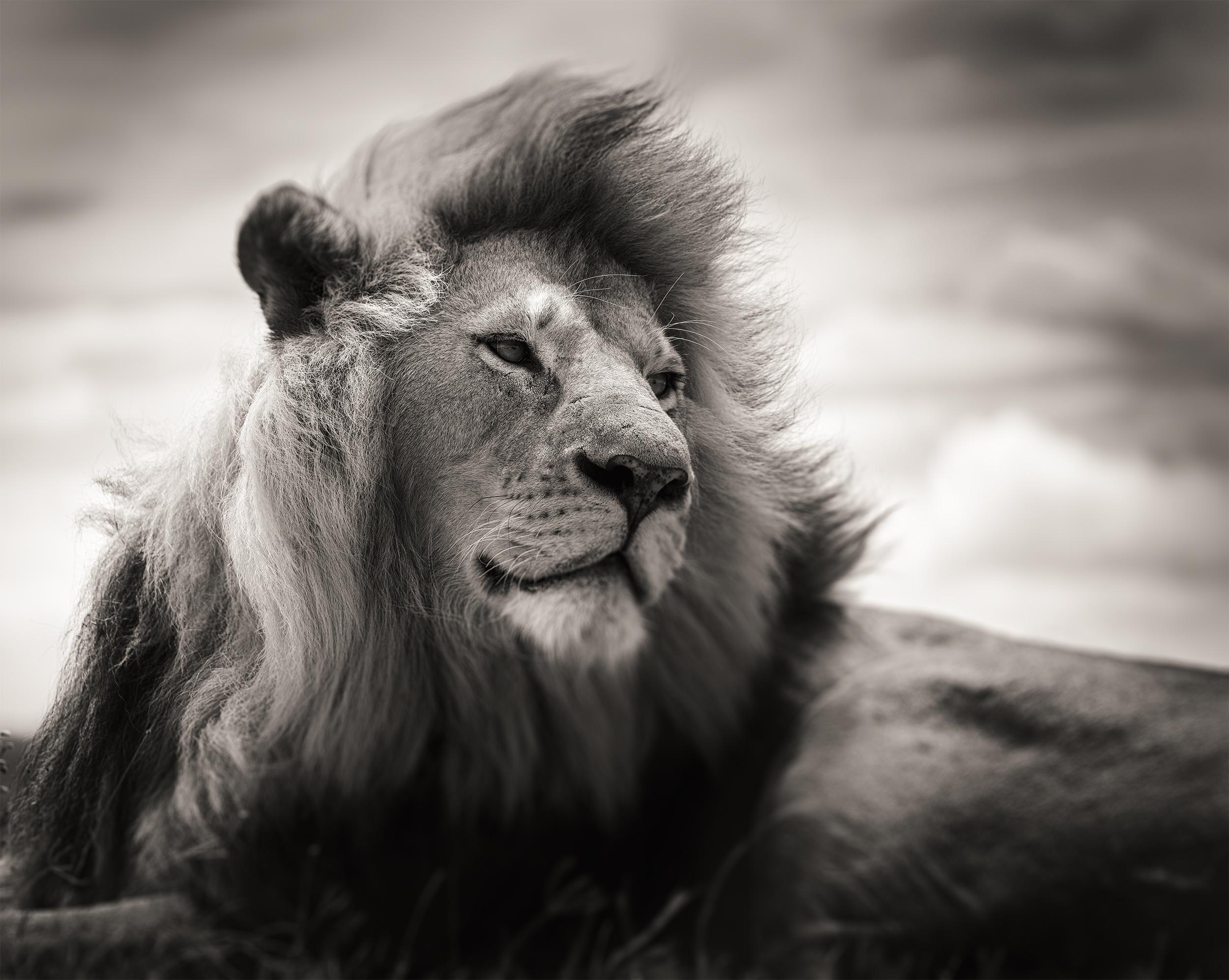 Portrait Photograph de Joachim Schmeisser - Nacido León, contemporáneo, vida salvaje, fotografía en blanco y negro, León