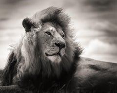 Born a Lion, Contemporary, Wildlife, Schwarz-Weiß-Fotografie, Löwe