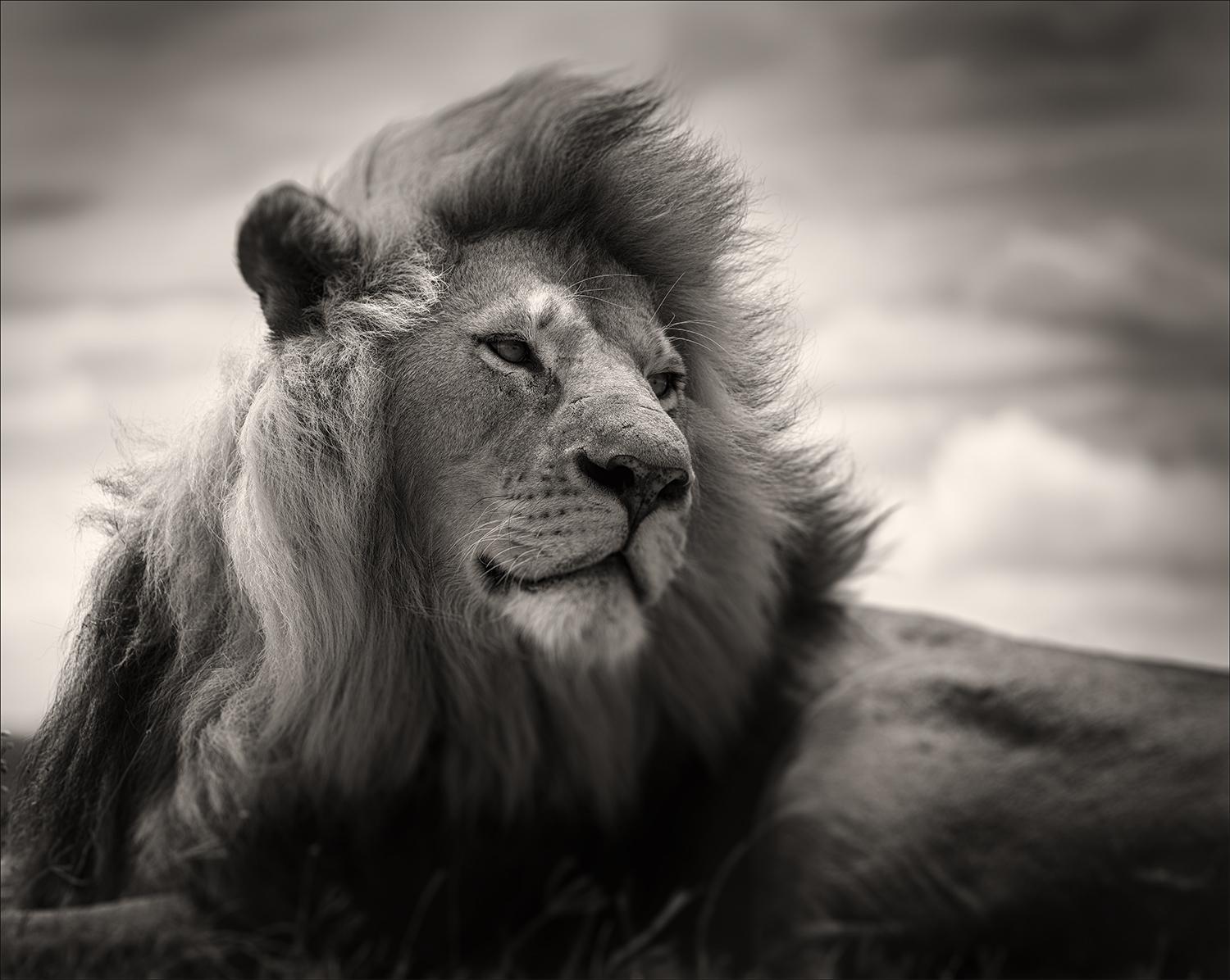 Joachim Schmeisser Portrait Photograph - Born a Lion, animal, wildlife, black and white photography
