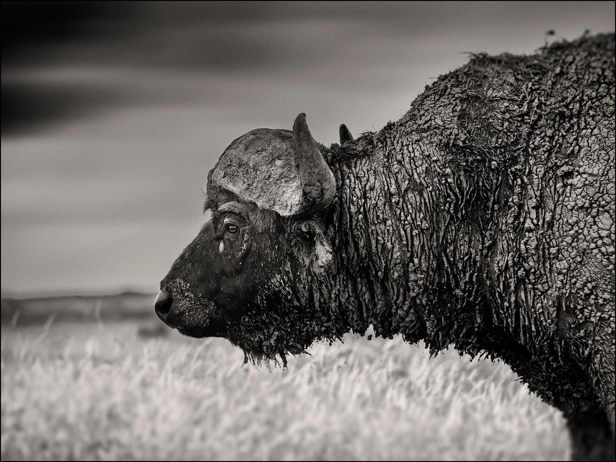 Buffalo, Kenya 2019, contemporary, wildlife, b&w photography - Photograph by Joachim Schmeisser