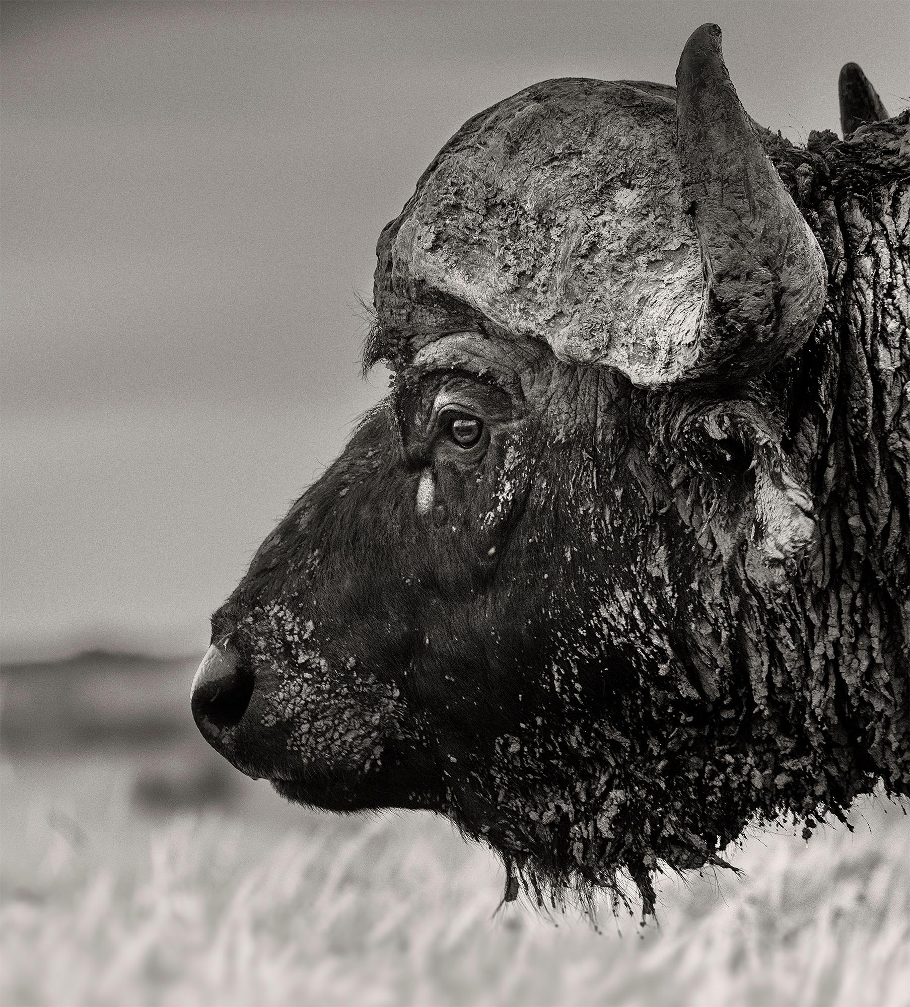 Buffalo, Kenya 2019, contemporary, wildlife, b&w photography - Gray Black and White Photograph by Joachim Schmeisser