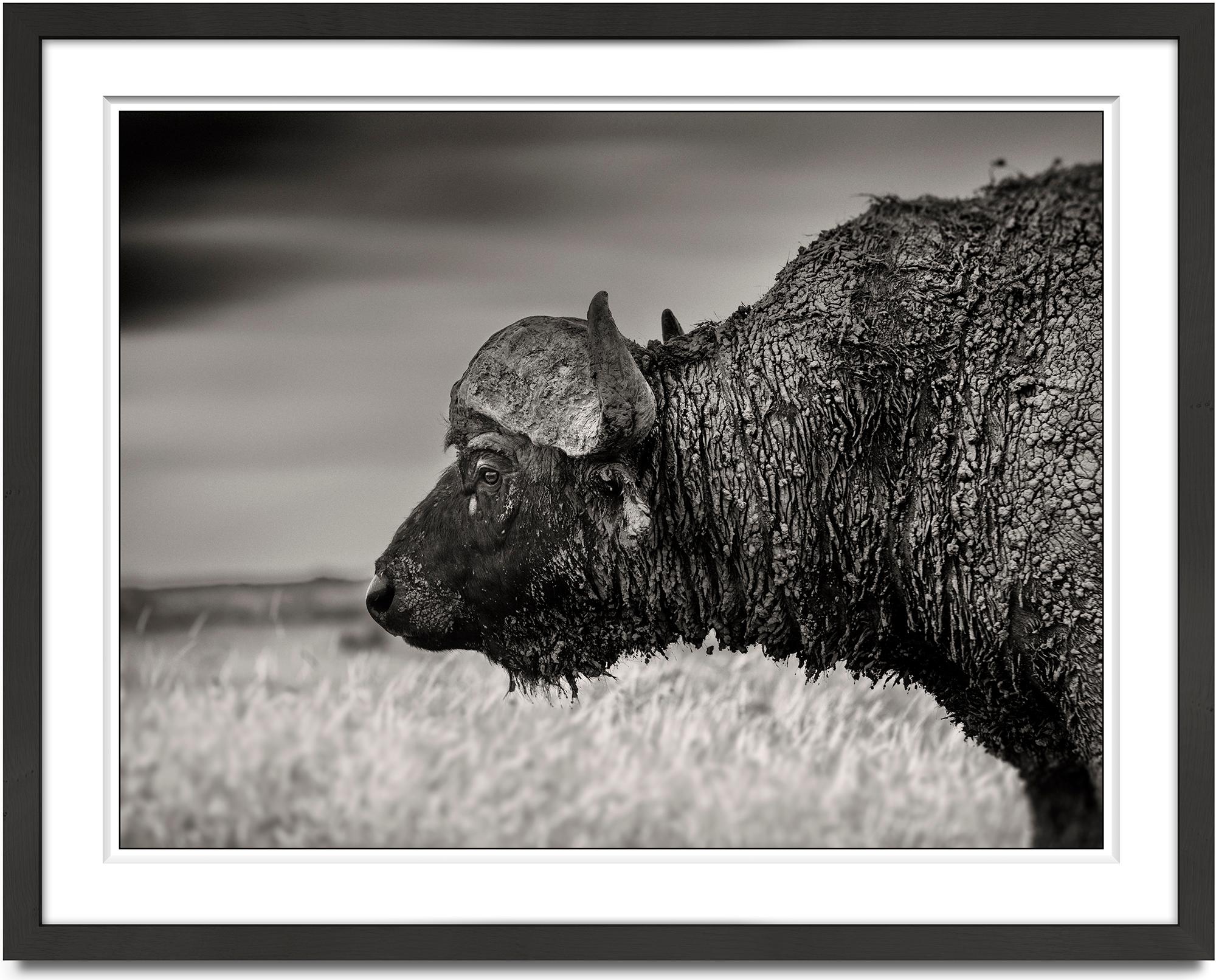 Joachim Schmeisser Black and White Photograph - Buffalo, Kenya 2019, contemporary, wildlife, b&w photography