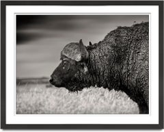 Buffalo, Kenya 2019, contemporary, wildlife, b&w photography