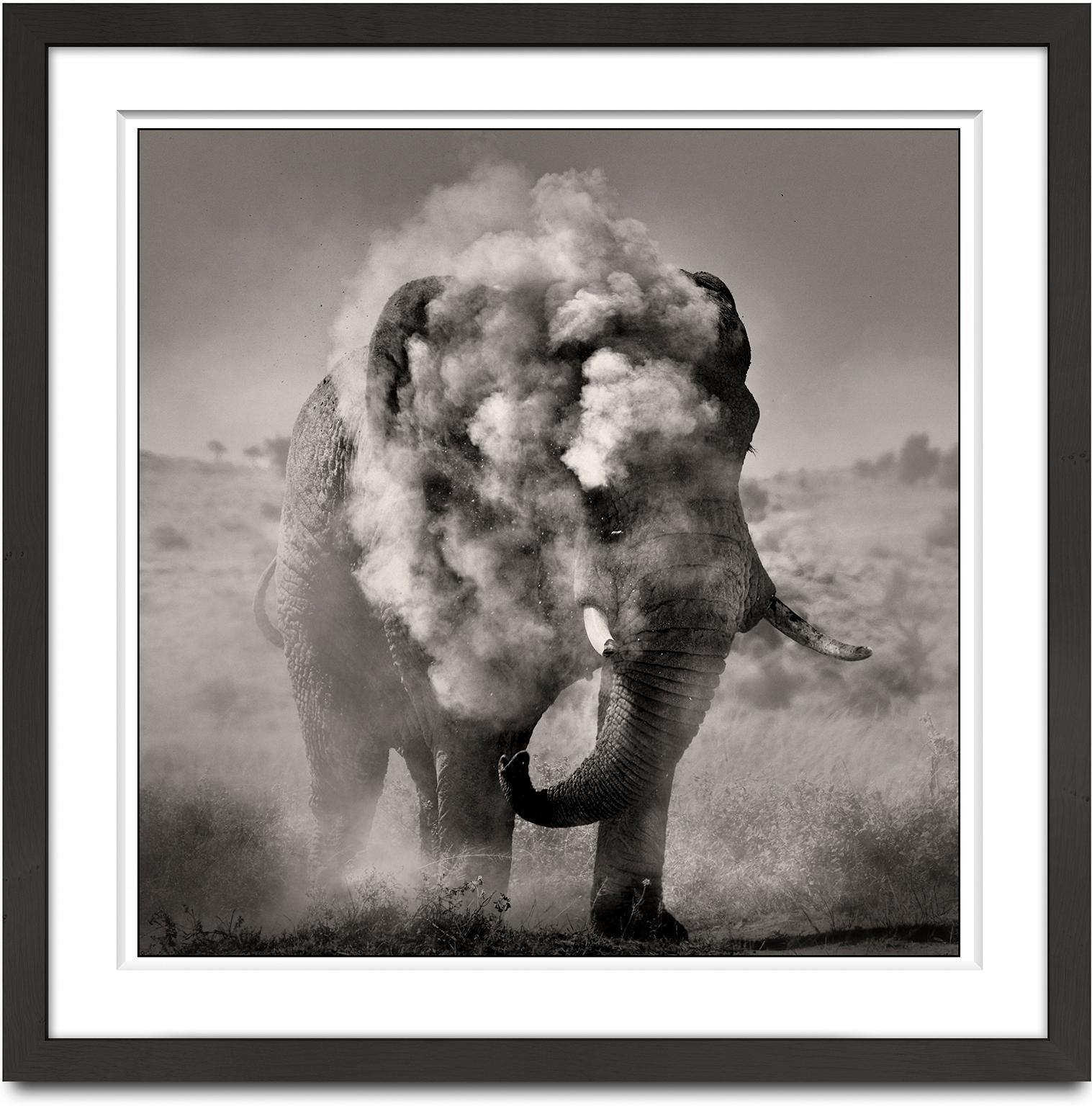 Bull dusting I, Kenya, animal, wildlife, black and white photography, elephant - Photograph by Joachim Schmeisser