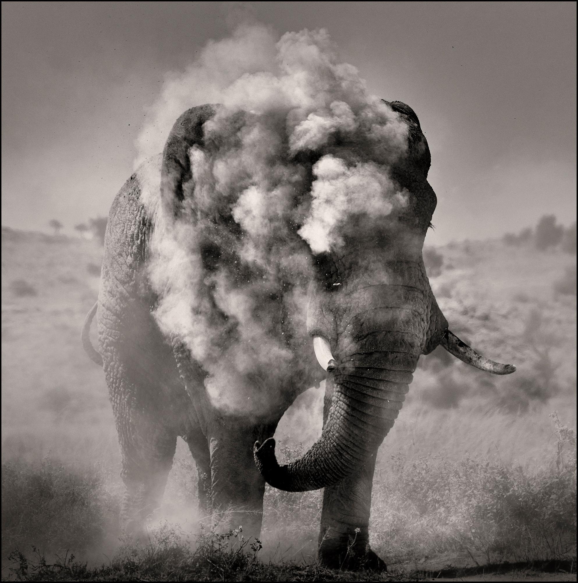 Joachim Schmeisser Portrait Photograph - Bull dusting I, Kenya, animal, wildlife, black and white photography, elephant