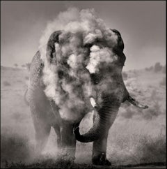 Bull dusting I, Kenia, Tier, Wildtiere, Schwarz-Weiß-Fotografie, Elefant